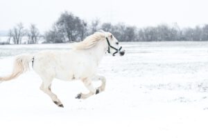 DSC 4911 300x200 - Galerie: Schulponys im Schnee