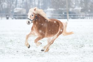 DSC 5299 300x200 - Galerie: Schulponys im Schnee