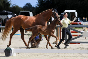 Dressur HF 2 Pl. Lodovico x Fuerst Nymphenburg 2 300x200 - Gelungenes Fohlenchampionat auf dem Burghof