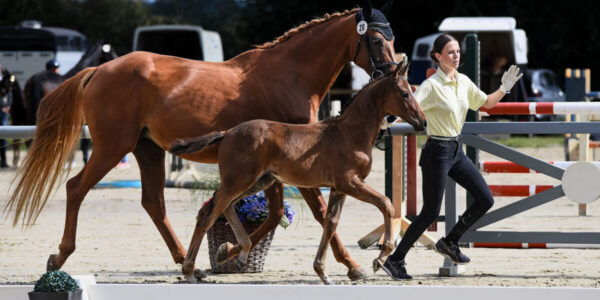 Dressur HF 2 Pl. Lodovico x Fuerst Nymphenburg 2 scaled 600x300 - Home