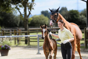 Dressur HF 2 Pl. Lodovico x Fuerst Nymphenburg 3 300x200 - Gelungenes Fohlenchampionat auf dem Burghof