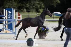 Dressur HF 3 Pl. Flashback x Laurice 4 300x200 - Gelungenes Fohlenchampionat auf dem Burghof