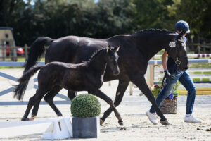 Dressur SF 3 Pl. Glamourdale x Dayano 300x200 - Gelungenes Fohlenchampionat auf dem Burghof