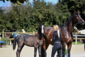 KN 29 HF Cornets Cero x Cascais 300x200 - Gelungenes Fohlenchampionat auf dem Burghof