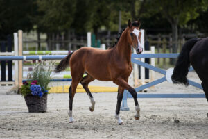 Springen 1 Pl. SF Gunvald x Conteur 300x200 - Gelungenes Fohlenchampionat auf dem Burghof