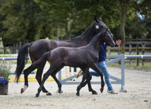 Springen 2 Pl. SF Cornets Cero x Sir Calypso 300x218 - Gelungenes Fohlenchampionat auf dem Burghof