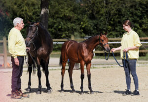 Springen 3 Pl. HF Perigueux x C Trenton Z 2 300x206 - Gelungenes Fohlenchampionat auf dem Burghof