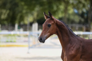 Springen 3 Pl. HF Perigueux x C Trenton Z 300x200 - Gelungenes Fohlenchampionat auf dem Burghof