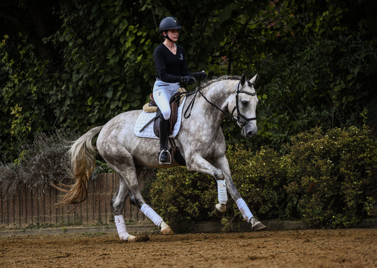 DSC 8804 scaled - Fandango