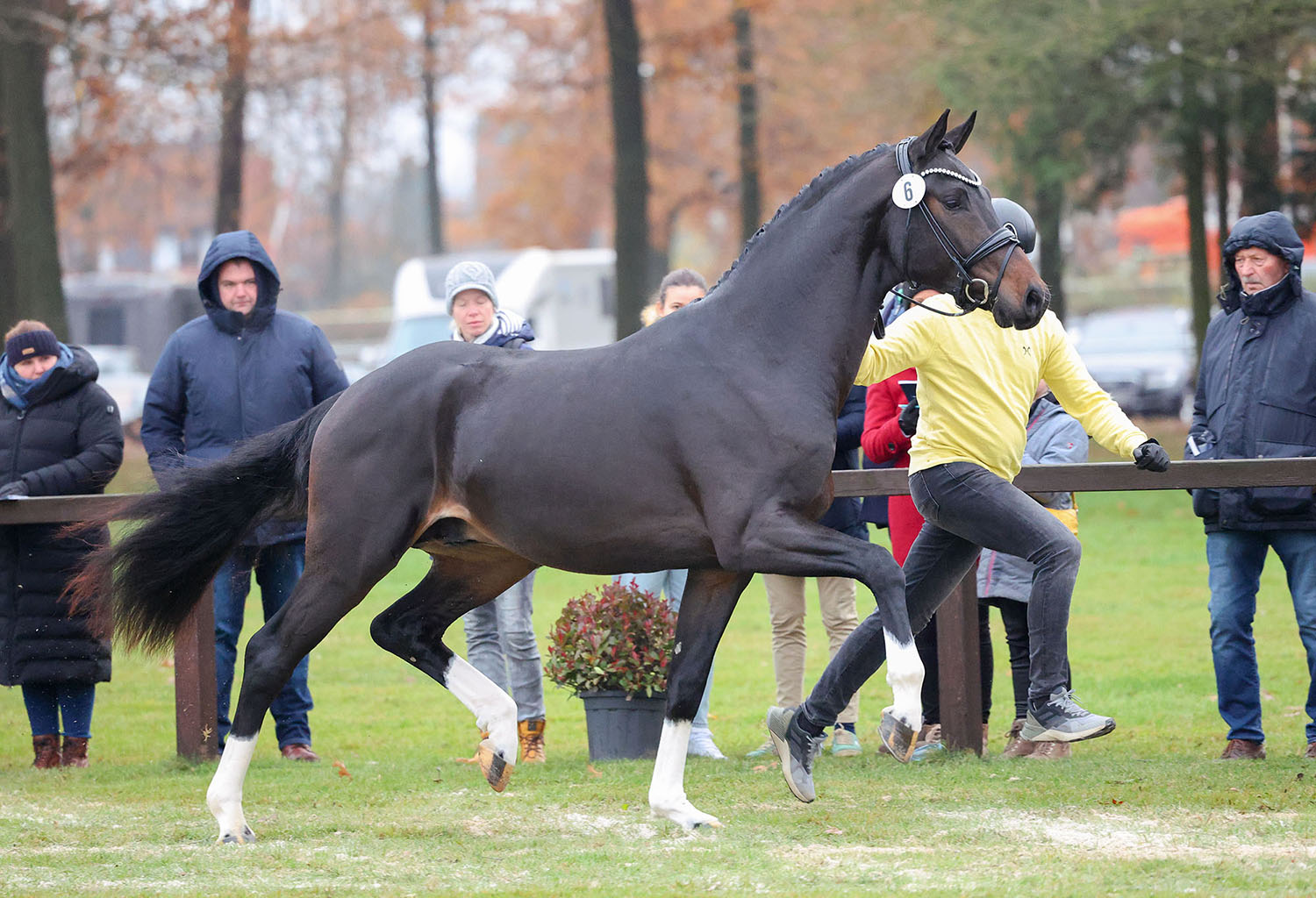 LLFX5660 - Fontainebleau l'ami