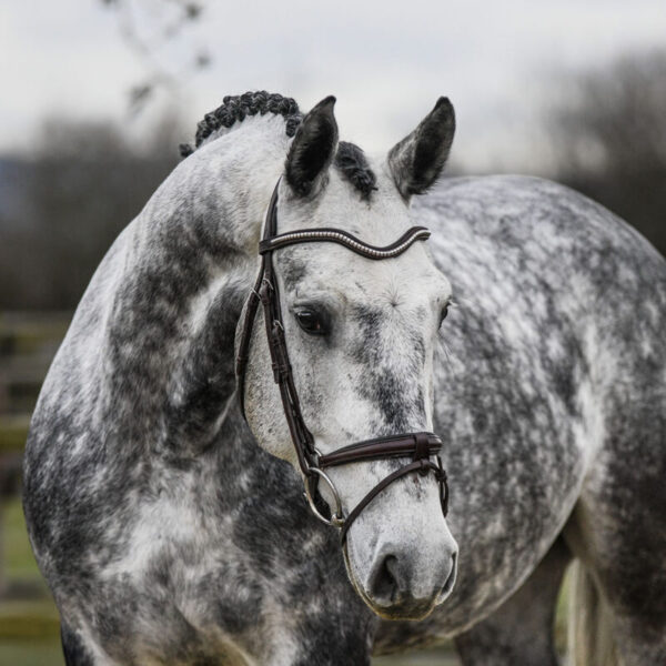 DSC 6334 Edit scaled e1738862221362 600x600 - Hickstead Prime