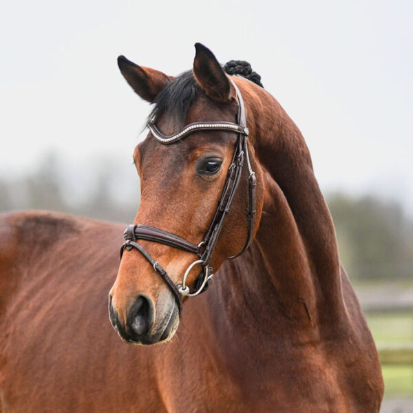 DSC 6978 Edit Q scaled 600x600 - Hickstead Prime