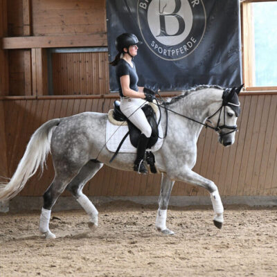 DSC 4249 scaled e1747242616469 400x400 - Sportpferde