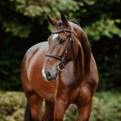 DSC 7382 Kopie Q scaled e1758131600960 400x400 - Sportpferde