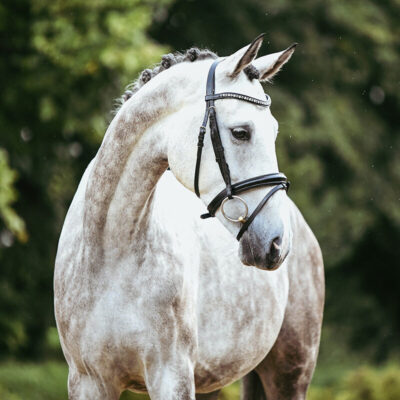 DSC 0321 Kopie e1762274450686 400x400 - Sportpferde