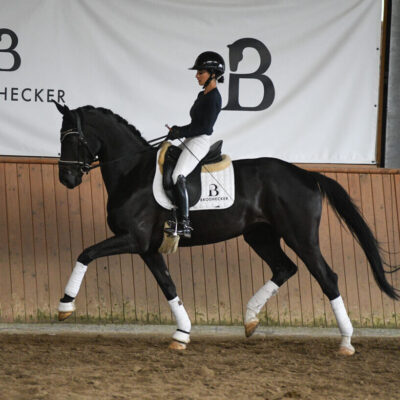 DSC 4632 scaled e1747238303448 400x400 - Sportpferde