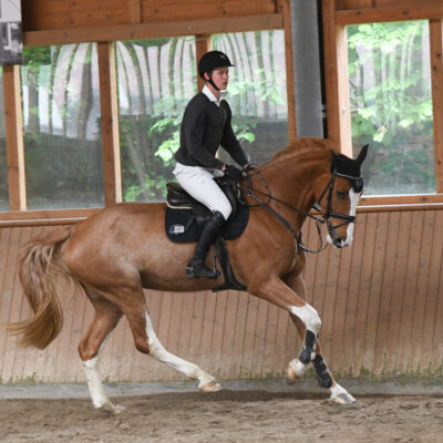 DSC 4993 scaled e1747238061402 400x400 - Sportpferde