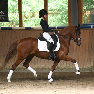 DSC 7004 scaled 400x400 - Sportpferde
