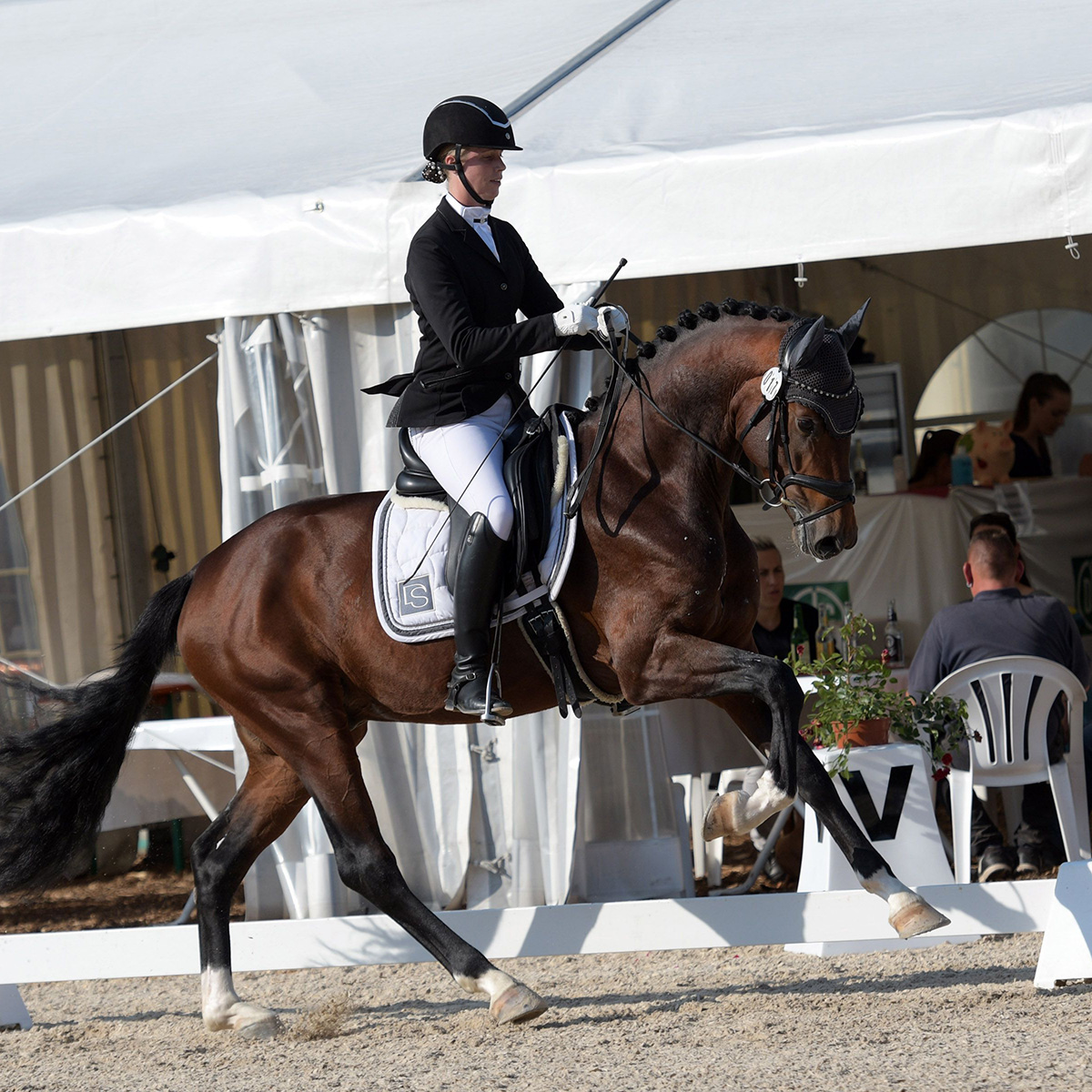 8107 040 1 5676 Q - Sporthorses for Sale