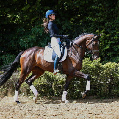 DSC 6287 scaled 400x400 - Sporthorses for Sale