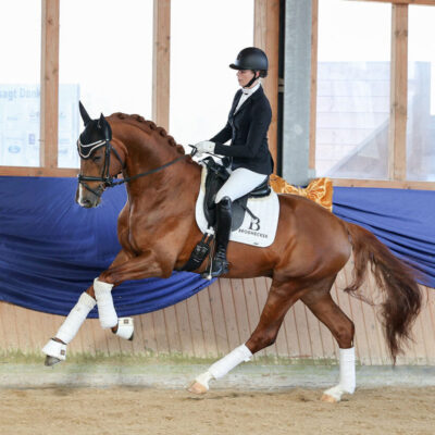 43 scaled 400x400 - Sporthorses for Sale