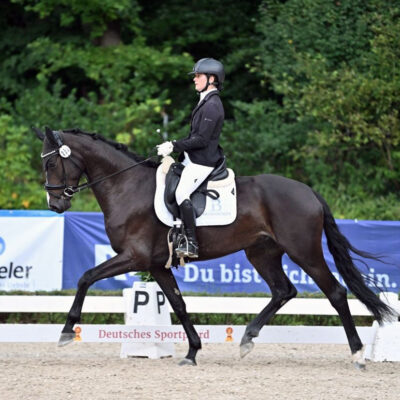8475 043 1 2194 1 400x400 - Sporthorses for Sale