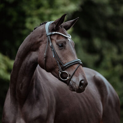 DSC 0479 Kopie scaled 400x400 - Sportpferde