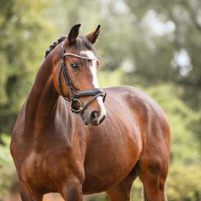 DSC 0595 Kopie 1 scaled 400x400 - Sporthorses for Sale