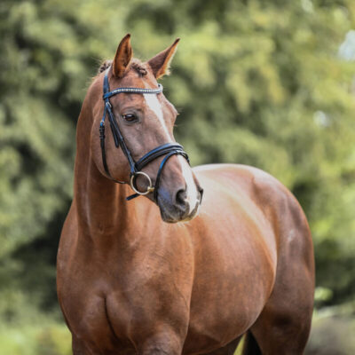 DSC 0660 Kopie 1 scaled 400x400 - Sporthorses for Sale