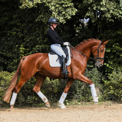 DSC 1220 1 scaled 400x400 - Sporthorses for Sale