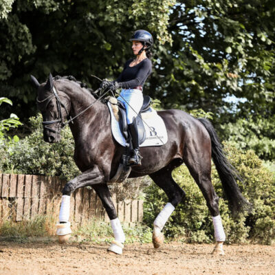 DSC 2020 1 scaled 400x400 - Sporthorses for Sale