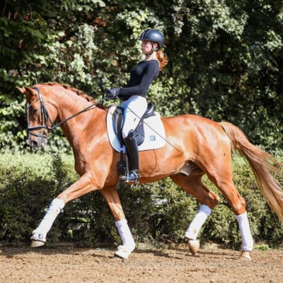 DSC 2445 1 scaled 400x400 - Sporthorses for Sale