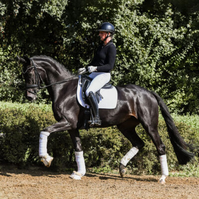 DSC 2783 EDIT 1 scaled 400x400 - Sporthorses for Sale