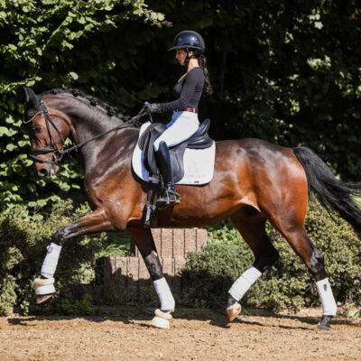 DSC 3317 EDIT 1 scaled 400x400 - Sporthorses for Sale