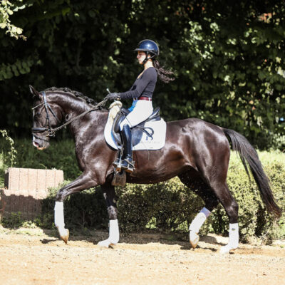 DSC 4428 1 scaled 400x400 - Sporthorses for Sale