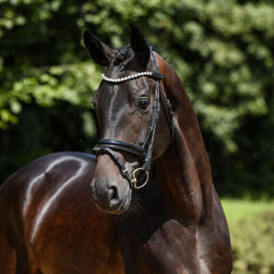 DSC 4953 Kopie 1 scaled 400x400 - Sporthorses for Sale