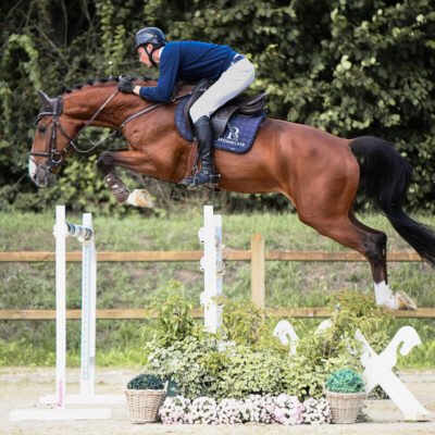 DSC 5523 1 scaled 400x400 - Sporthorses for Sale