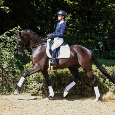 DSC 5881 v2 scaled 400x400 - Sporthorses for Sale