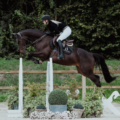 DSC 6389 1 scaled 400x400 - Sporthorses for Sale
