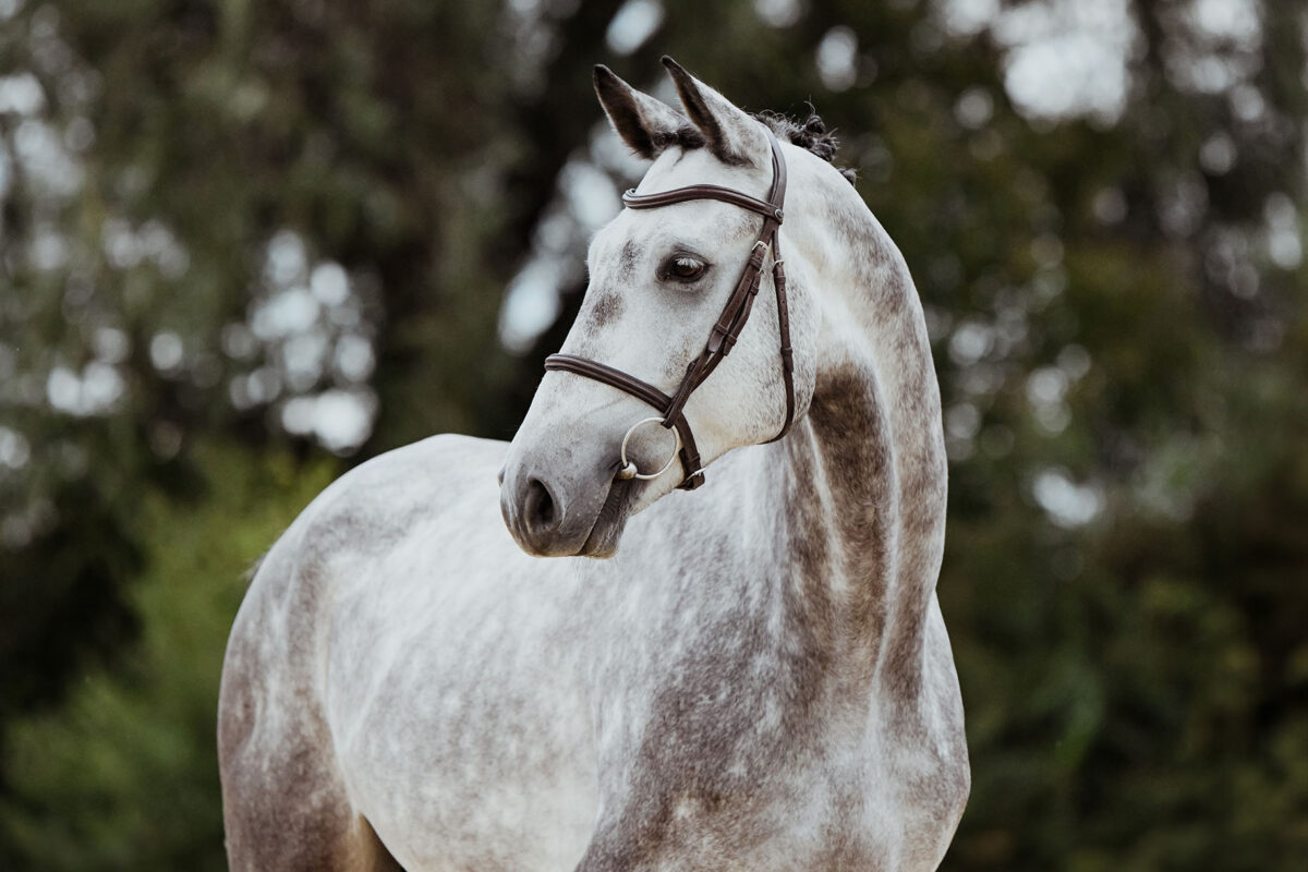 DSC 6475 Kopie scaled - Nr. 28: Hicksteads Hermes