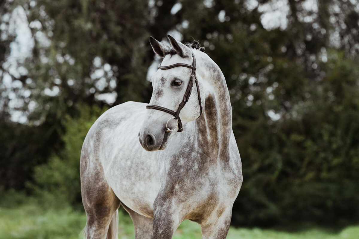 DSC 6482 Kopie scaled - Nr. 28: Hicksteads Hermes
