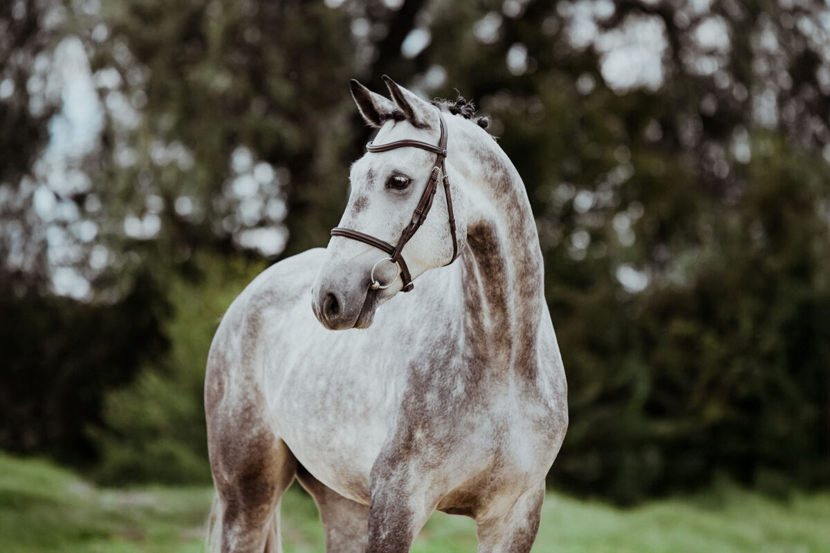 DSC 6484 Kopie scaled - Nr. 28: Hicksteads Hermes