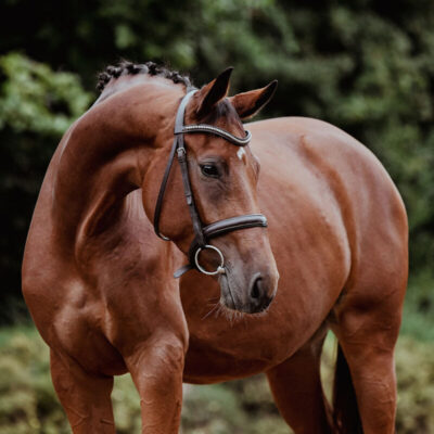 DSC 7004 Kopie 1 scaled 400x400 - Sporthorses for Sale