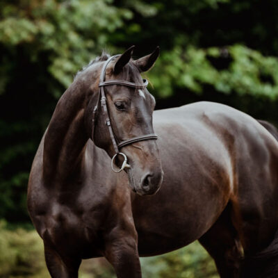 DSC 7178 Kopie 1 scaled 400x400 - Sporthorses for Sale