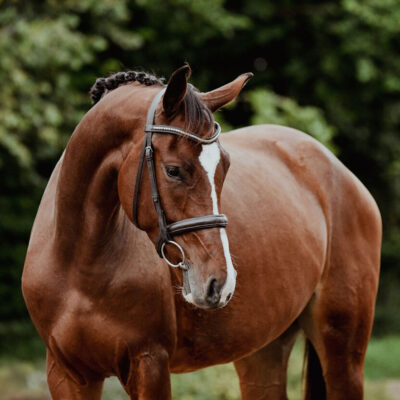 DSC 7310 Kopie 1 scaled 400x400 - Sporthorses for Sale