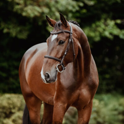 DSC 7382 Kopie Q scaled 400x400 - Sporthorses for Sale