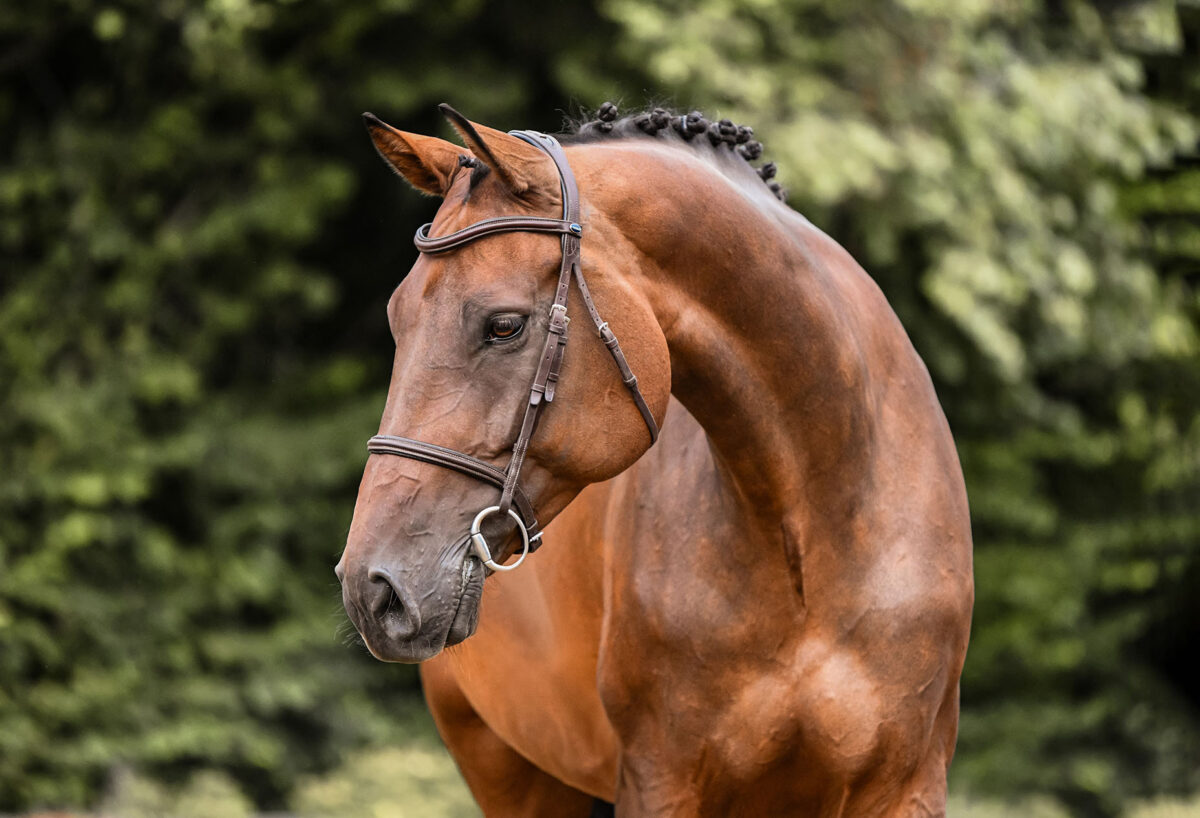 DSC 7624 Kopie scaled - Nr. 32: Classic Dream