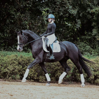DSC 7644 1 scaled 400x400 - Sporthorses for Sale