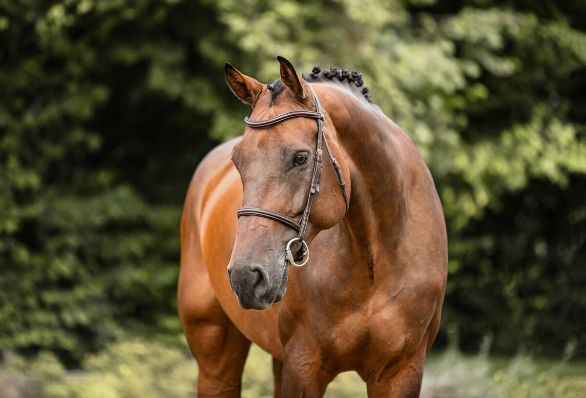 DSC 7648 Kopie scaled - Nr. 32: Classic Dream