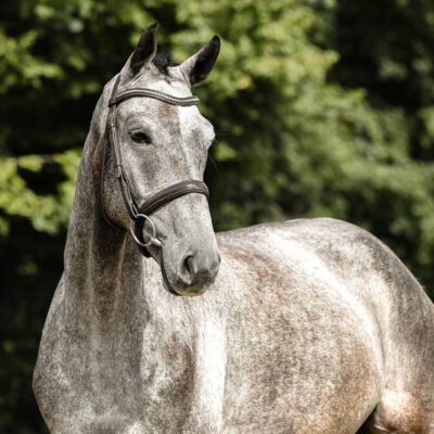 DSC 7771 Kopie 1 scaled 400x400 - Sporthorses for Sale